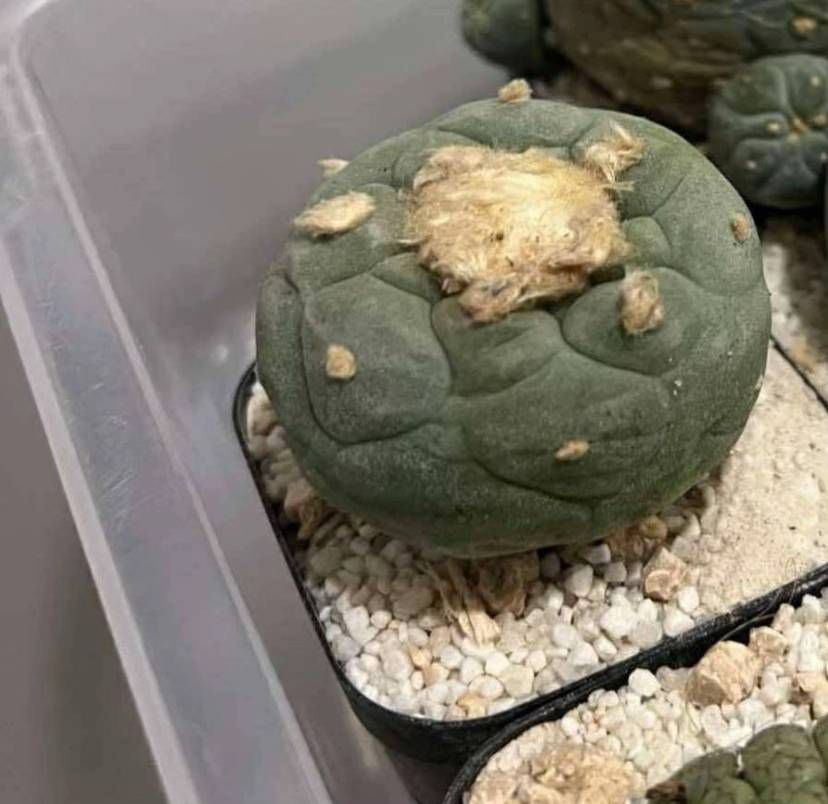 Payote